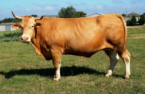 Imagen de Rubia Gallega, fuente MAGRAMA