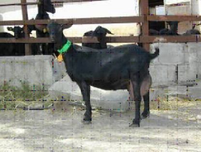 Autor: Caprigran;   <br/>Año: 2004;  <br/>Sexo: Hembra;  <br/>Comentario: Excelente ejemplar de la Ganadería de D. Emilio Vega Pérez, de Dehesas...