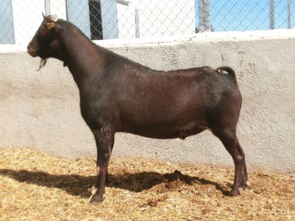 AUTOR: Salvador Ángel Lozano Palazón.<br/>AÑO: 2013.<br/>COMENTARIO: Macho de inseminación.<br/>Imagen facilitada por la ASOCIACIÓN ESPAÑOLA DE...