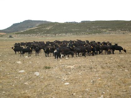 AUTOR: Salvador Ángel Lozano Palazón.<br/>AÑO: 2012.<br/>Comentario: Cabras preñadas de camino a los pastos.<br/>Imagen facilitada por la...