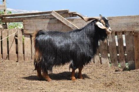 Autor: Ancor Expósito Hernández; <br/>Año: 2009; <br/>Sexo: Macho;  <br/>Comentario: Macho tinerfeño