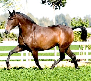 Imagen facilitada por la ASOCIACIÓN NACIONAL DE CRIADORES DE CABALLOS DE PURA RAZA ESPAÑOLA (ANCCE).<br/>Año: 2008<br/>Sexo: Hembra.