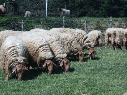 Autor: Felisa Arrese;   <br/>Año: 2007;  <br/>Sexo: Hembra 