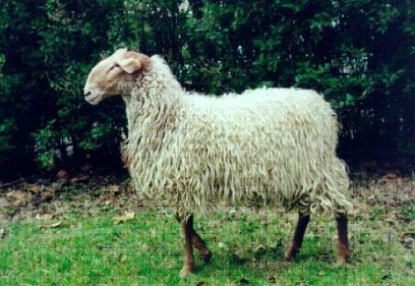 Autor: Josune Arranz;   <br/>Año: 2000;  <br/>Sexo: Macho; <br/>Comentario: Macho de raza Carranzana del centro de I.A. Ardiekin