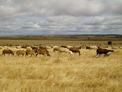 Autor: Mª Concepción Glez. Rodríguez.<br/>Año: 2009.<br/>Rebaño<br/>Comentario: Ovejas pastoreando en zonas de pastizal, se entremezclan con...