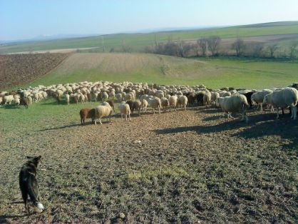 Autor: Santos M. Martín López.<br/> Año: 2011.<br/>Rebaño.<br/>Comentario: Aprovechamiento del ganado en barbechos, Mancera de Abajo...