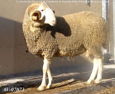 Autor: Mª Concepción Glez. Rodríguez<br/>Año: 2008.<br/>Sexo: Macho.<br/>Comentario: Macho de 2 años de edad, blanco, carnudo. Se aprecia...