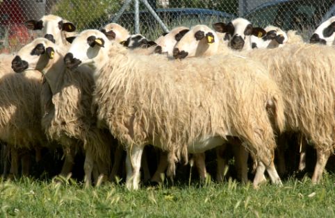 Imagen de Churra (hembras), fuente MAGRAMA