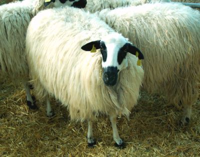 Sexo: Hembra.<br/>Imagen facilitada por la Asociación Nacional de Criadores de Ganado Ovino Selecto de raza Churra (ANCHE).