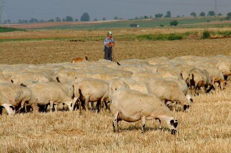 Comentarios: Rebaño<br/>Imagen facilitada por la Asociación Nacional de Criadores de Ganado Ovino Selecto de raza Churra (ANCHE).