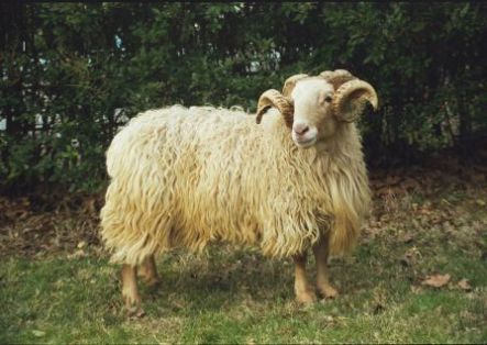 Autor: Josune Arranz;  <br/>Año: 2000; <br/>Sexo: Macho; <br/>Comentario: Macho de raza Latxa Cara Rubia del centro I.A. Ardiekin. <br/>