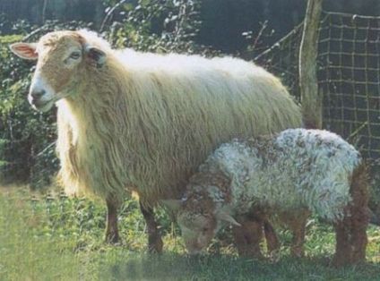 Autor: Mikel Arrazola;  <br/>Sexo: Hembra; <br/>Comentario: Oveja con el cordero. Raza Latxa Cara Rubia. <br/>