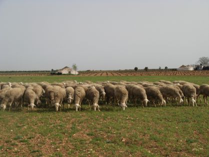 Autor: Asociación Nacional de Criadores de Ganado Ovino Selecto de raza Manchega (AGRAMA).<br/>Año: 2008.<br/>Comentarios: Rebaño en medio natural.