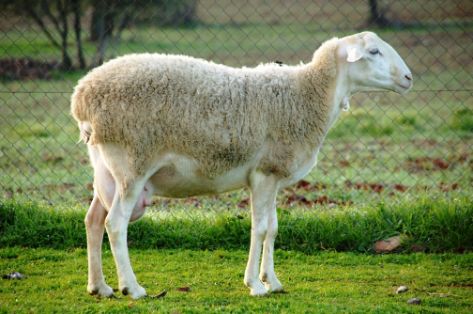 Imagen de Manchega (hembra), fuente MAGRAMA.