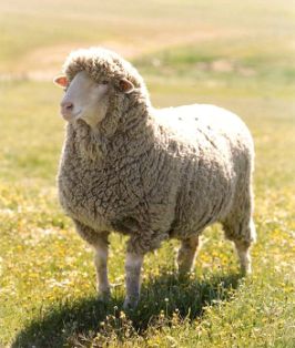 Imagen facilitada por la ASOCIACIÓN NACIONAL DE CRIADORES DE GANADO MERINO.<br/>Sexo: Hembra.<br/>