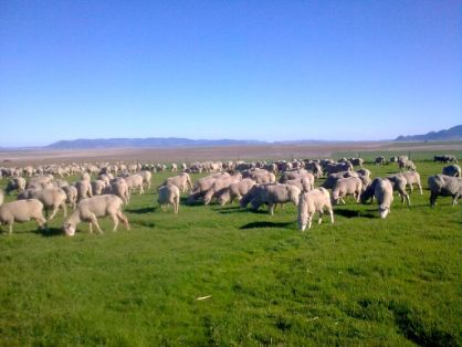 Imagen facilitada por la ASOCIACIÓN NACIONAL DE CRIADORES DE GANADO MERINO.<br/>Rebaño en su medio natural.
