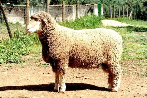 Imagen facilitada por la ASOCIACIÓN NACIONAL DE CRIADORES DE GANADO MERINO.<br/>Sexo: Macho.