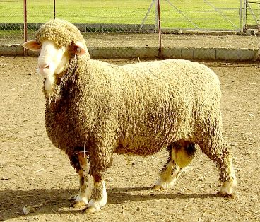 Imagen facilitada por la ASOCIACIÓN NACIONAL DE CRIADORES DE GANADO MERINO.<br/>Sexo: Macho.