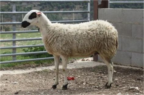 Autor: Joaquín Soler.<br/>Año: 2013.<br/>Sexo: Hembra.<br/>Imagen facilitada por la ASOCIACIÓN DE GANADEROS DE RAZA OJINEGRA DE TERUEL (AGROJI).