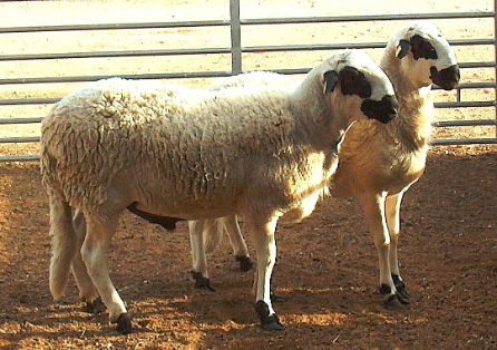 Autor: Joaquín Soler.<br/>Año: 2013.<br/>Sexo:Sementales.<br/>Imagen facilitada por la ASOCIACIÓN DE GANADEROS DE RAZA OJINEGRA DE TERUEL (AGROJI).