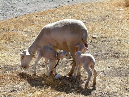 Autor: ASOCIACIÓN NACIONAL DE CRIADORES DE OVINO SEGUREÑO (ANCOS). <br/>Sexo: Hembra con dos crías.