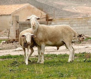 Imagen de Segureña (machos), fuente MAGRAMA.