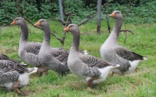 Autor: Mariano Gómez Fernández; <br/>Comentario: Fotografía facilitada por FEAGAS