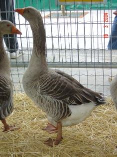 Autor: Mariano Gómez Fernández;	<br/>Sexo: Hembra;<br/>Comentario: Fotografía facilitada por FEAGAS