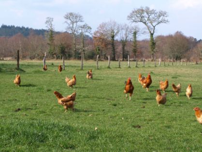 Autor: Asociación de avicultores da raza Galiña de Mos (AVIMÓS).<br/>Año: 2010.<br/>Galiñas de Mos en su medio natural.