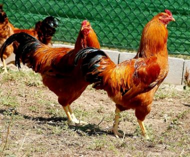 Imagen de Galiña de Mos (machos), fuente MAGRAMA.