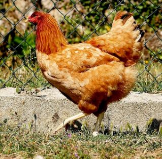 Imagen de Galiña de Mos (hembra), fuente MAGRAMA.