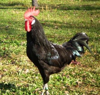 Sexo: Macho <br/>Comentario: Fotografía facilitada por FEAGAS 