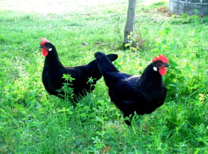 Autor: Teodoro Moreno Rosell.<br/>Año: 2009-2013.<br/>Sexo: Hembras.<br/>Imagen facilitada por la Asociación Nacional de Criadores de Gallinas...