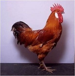 Imagen facilitada por la Federación Española de Avicultura, Colombicultura y Cunicultura de Raza (FESACOCUR).