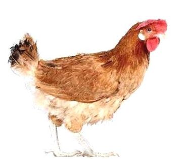 Imagen facilitada por el Instituto Nacional de Investigación y Tecnología Agraria y Alimentaria (INIA).<br/>Fuente: “Razas españolas de gallinas....