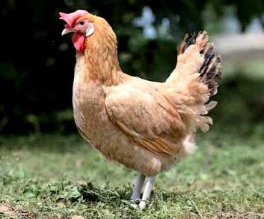 Imagen facilitada por el Instituto Nacional de Investigación y Tecnología Agraria y Alimentaria (INIA).<br/>Fuente: “Razas españolas de gallinas....