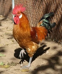 Autor: APJ Grafics; <br/>Sexo: Macho