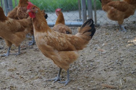 Autor: Jaume Berenguer i Boix. Hembra variedad Leonada 