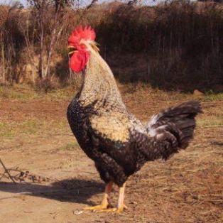 Autor: RICARDO AZON PARDO;<br/>Año: 2008;<br/>Sexo: Macho:<br/>Comentario: GALLO FRANCISCANO