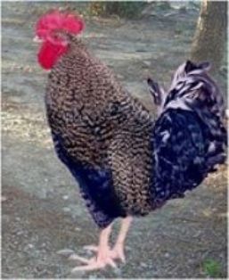 Imagen facilitada por la Federación Española de Avicultura, Colombicultura y Cunicultura de Raza (FESACOCUR).<br/>Sexo: macho.