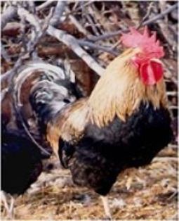 Imagen facilitada por la Federación Española de Avicultura, Colombicultura y Cunicultura de Raza (FESACOCUR).<br/>Sexo: macho.