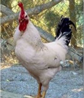 Imagen facilitada por la Federación Española de Avicultura, Colombicultura y Cunicultura de Raza (FESACOCUR).