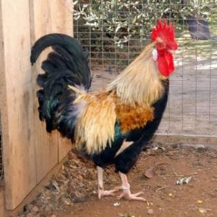  	<br/>Autor: Bartolomé Anguera Sansó;<br/>Sexo: Macho;<br/>Comentario: Fotografía facilitada por FEAGAS