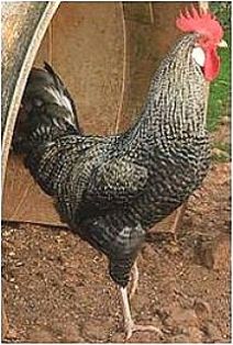 Imagen facilitada por la Federación Española de Avicultura, Colombicultura y Cunicultura de Raza (FESACOCUR).<br/>Sexo: Macho.