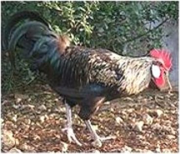 Imagen facilitada por la Federación Española de Avicultura, Colombicultura y Cunicultura de Raza (FESACOCUR).<br/>Sexo: Macho