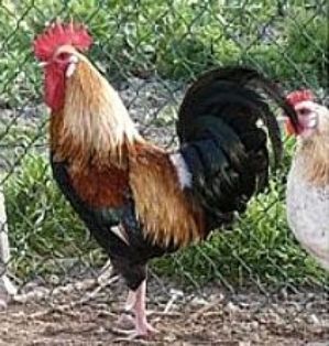 Imagen facilitada por la Federación Española de Avicultura, Colombicultura y Cunicultura de Raza (FESACOCUR).<br/>Sexo: Macho.