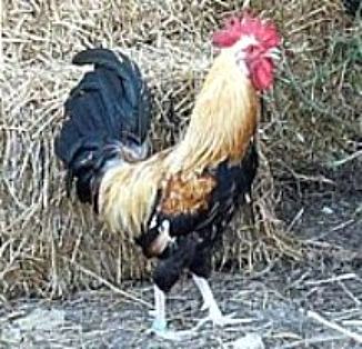 Imagen facilitada por la Federación Española de Avicultura, Colombicultura y Cunicultura de Raza (FESACOCUR).<br/>Sexo: Macho.