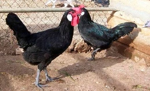 Autor: Toni Genestar;<br/>Sexo: Hembra;<br/>Comentario: Fotografía facilitada por FEAGAS