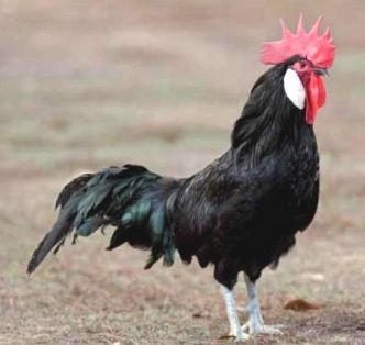 Imagen facilitada por el Instituto Nacional de Investigación y Tecnología Agraria y Alimentaria (INIA).<br/>Fuente: “Razas españolas de gallinas....