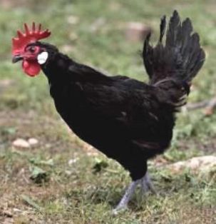 Imagen facilitada por el Instituto Nacional de Investigación y Tecnología Agraria y Alimentaria (INIA).<br/>Fuente: “Razas españolas de gallinas....